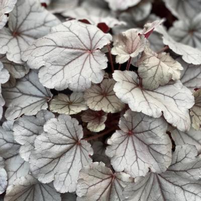 Heuchera 'Silverberry'
